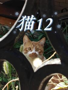 猫12岁算老猫吗